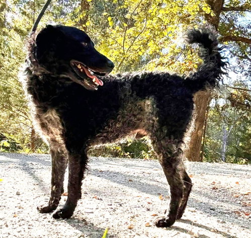 Zoomer, a dog for adoption from Humphreys County Humane Society