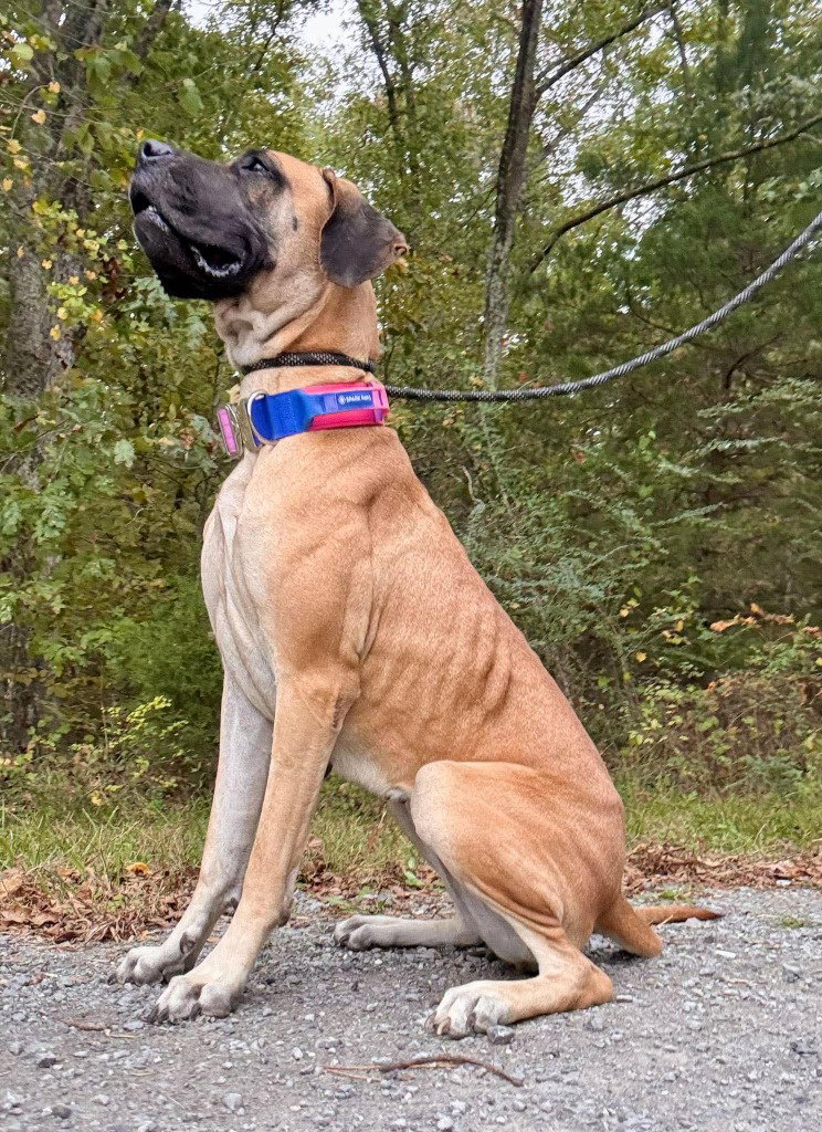 Dixie, photo 2