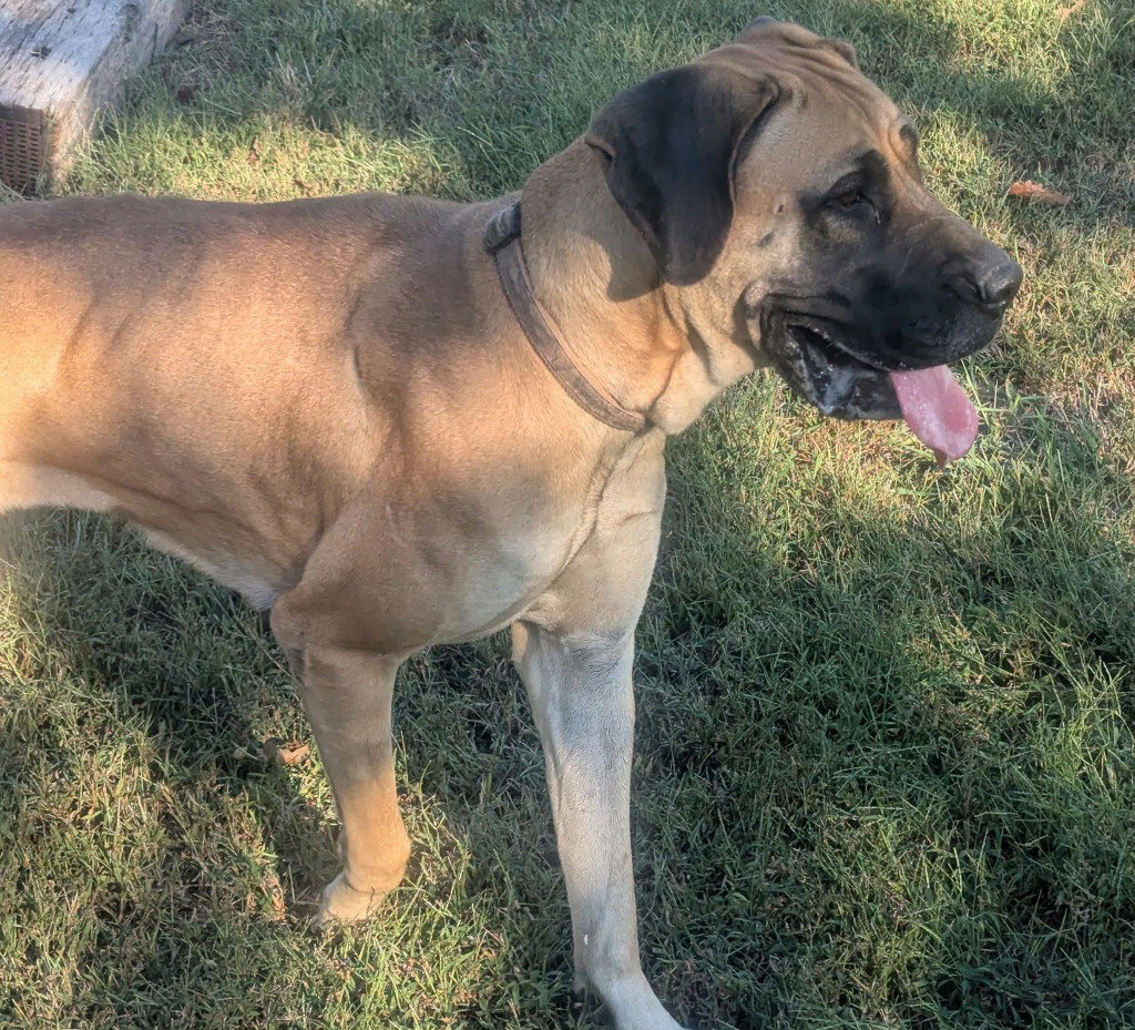Dixie, photo 3