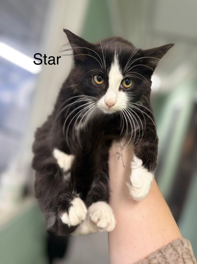 Star