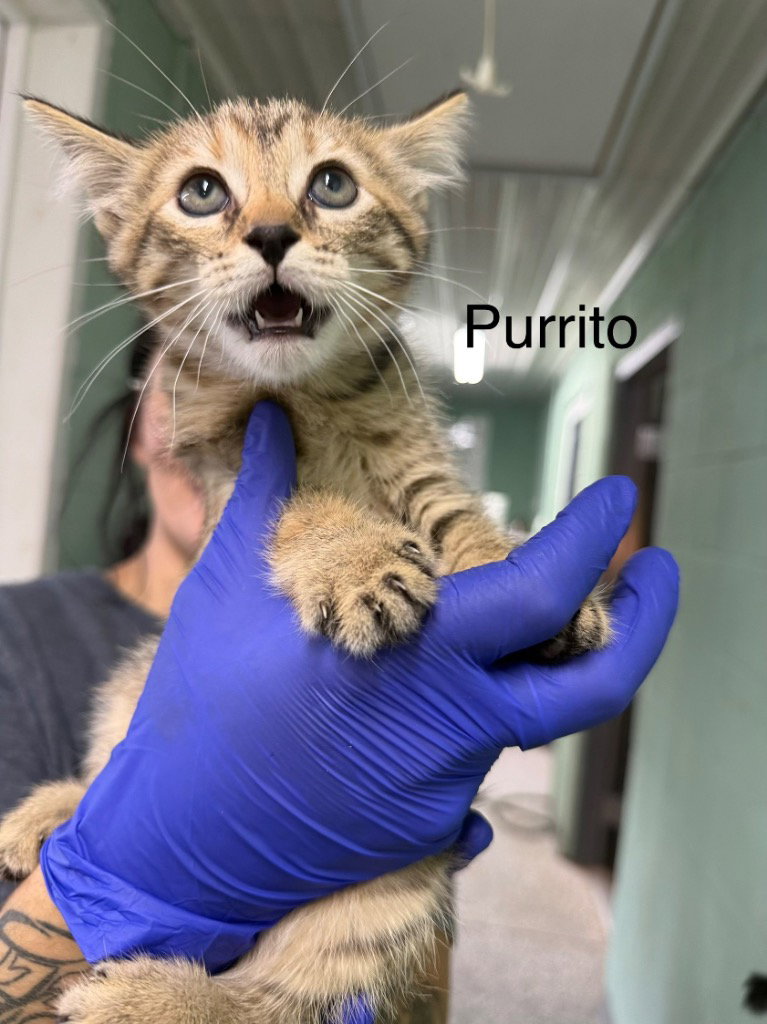 Purrito