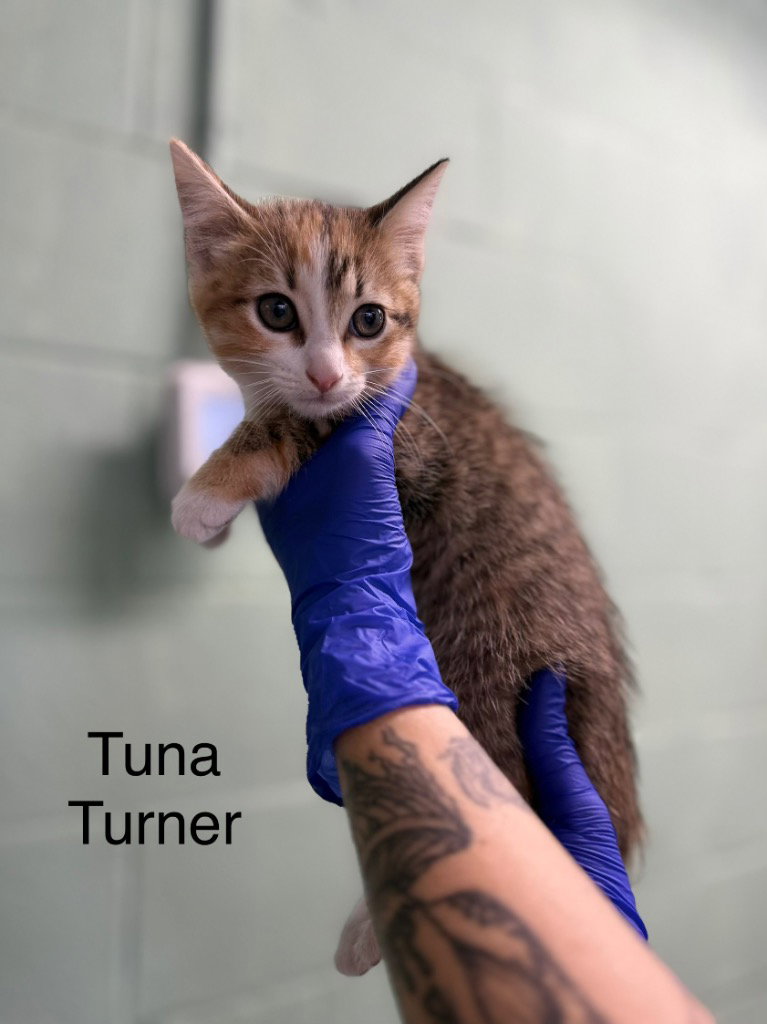 Tuna Turner