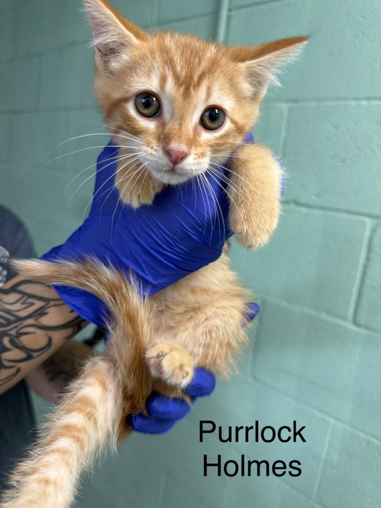 Purrlock Holmes