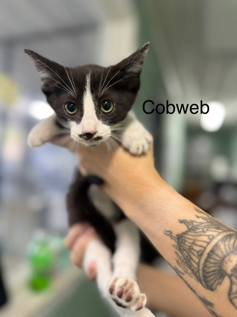 Cobweb