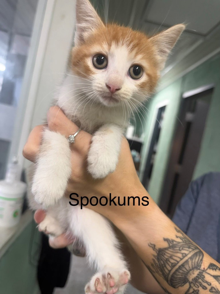 Spookums