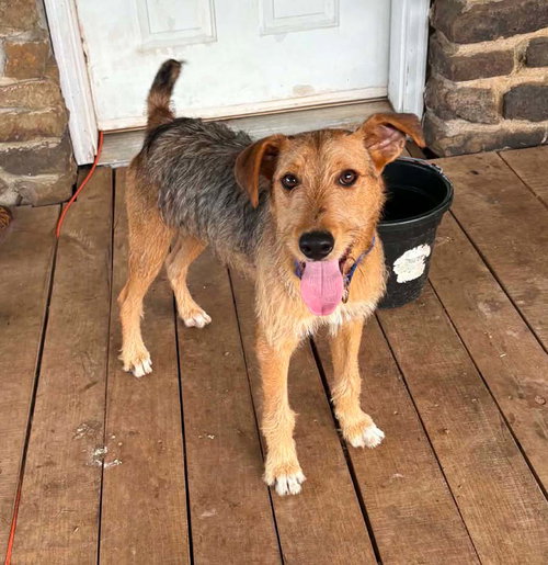 Blue, a dog for adoption from Newton County Animal Welfare