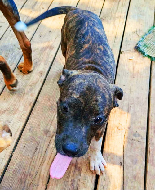Peanut Butter, a dog for adoption from Newton County Animal Welfare