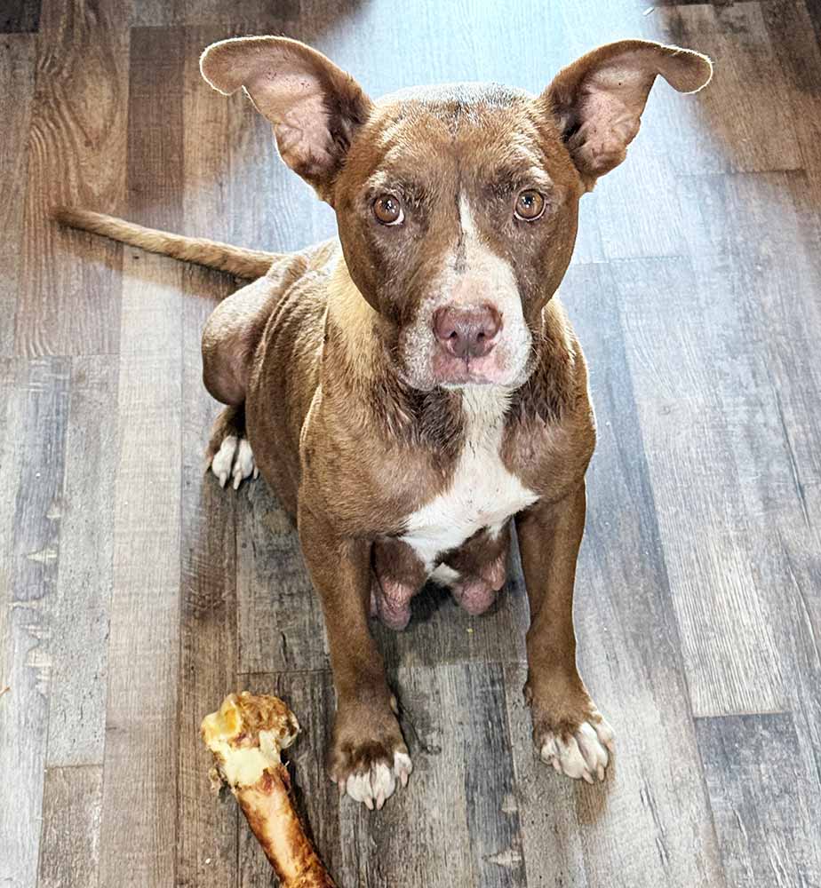 Tapatía, Pit Bull Terrier