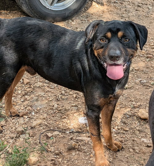 Teddy, a dog for adoption from Newton County Animal Welfare