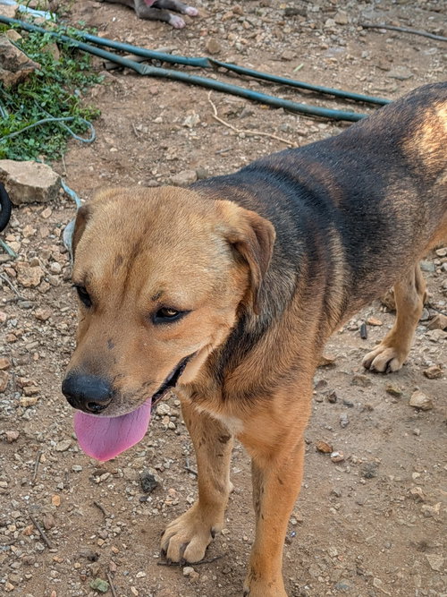 Sampson, a dog for adoption from Newton County Animal Welfare