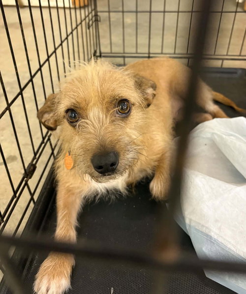 Bambi, a dog for adoption from Newton County Animal Welfare