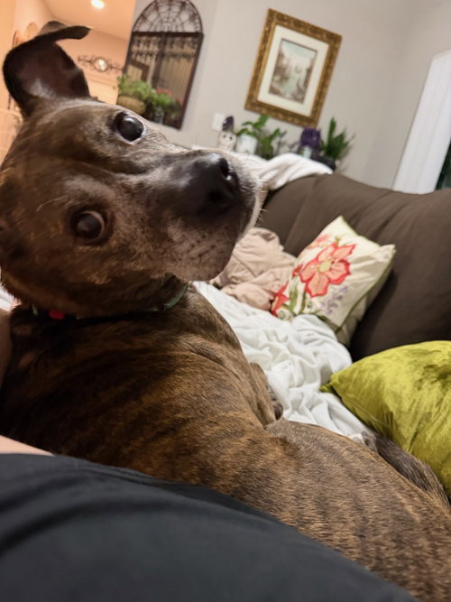 MOJO, photo 2