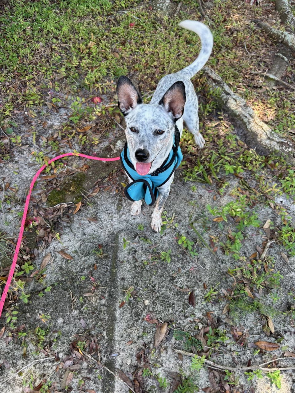 Bindi, photo 2