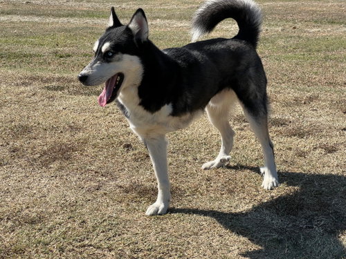 Photo 2 of Amos