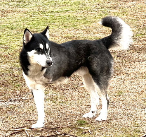 Photo 3 of Amos