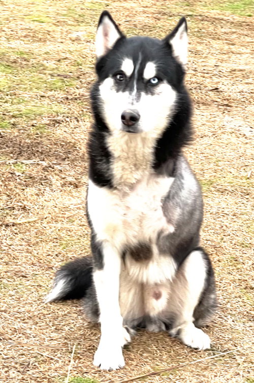 Photo 4 of Amos