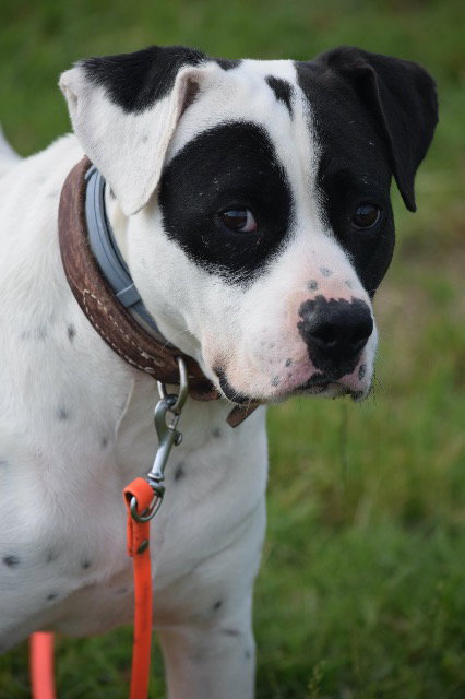 Photo 2 of Archer