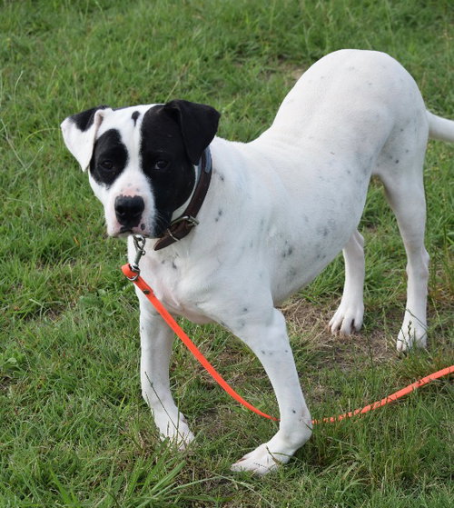 Photo 4 of Archer
