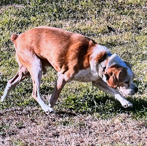 Photo 2 of Benny
