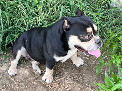 Photo 2 of Dozer