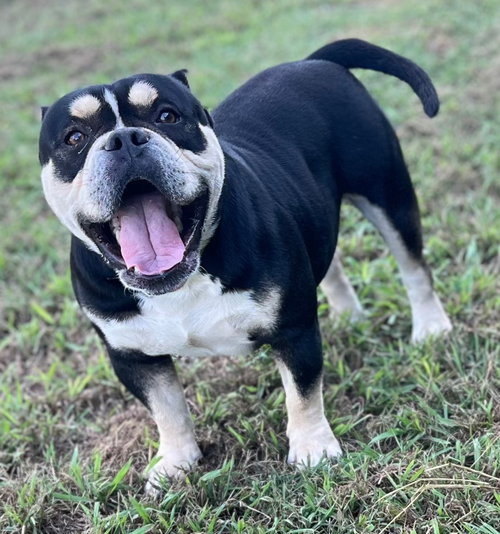 Photo 3 of Dozer
