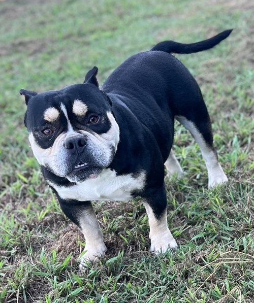 Photo 4 of Dozer