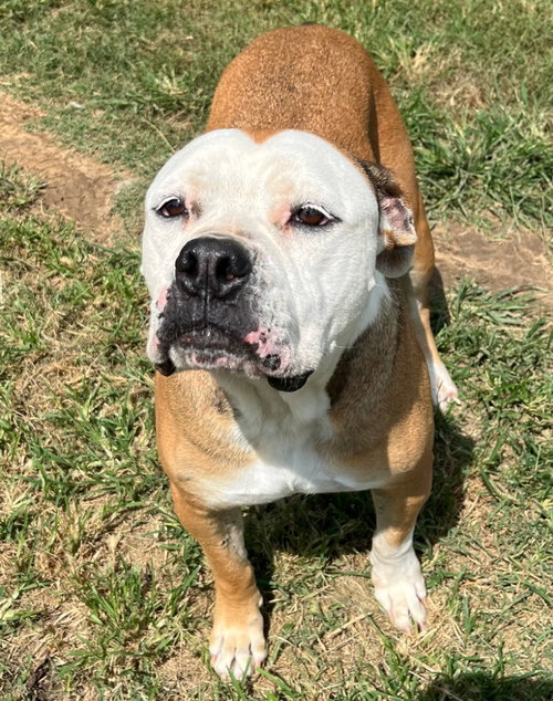 Ruby Monday, a dog for adoption from Hillcrest Animal Rescue