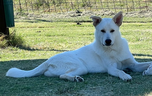 Trip, a dog for adoption from Hillcrest Animal Rescue