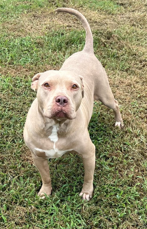 Tulip, a dog for adoption from Hillcrest Animal Rescue