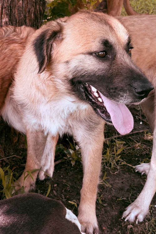 Wolfie, a dog for adoption from Hillcrest Animal Rescue