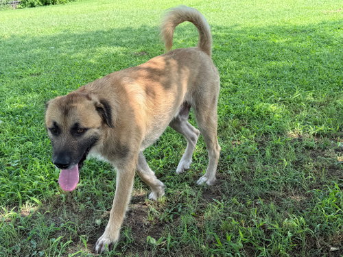 Photo 2 of Wolfie