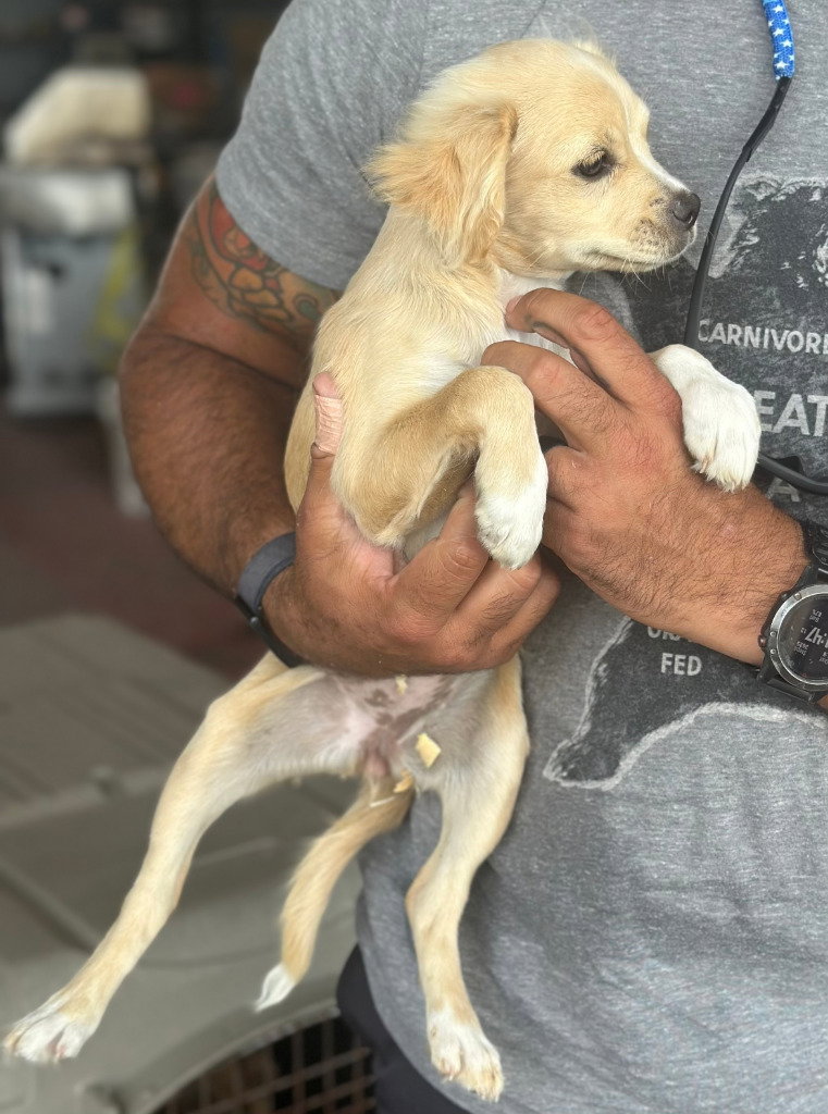 Daisy2, Chihuahua