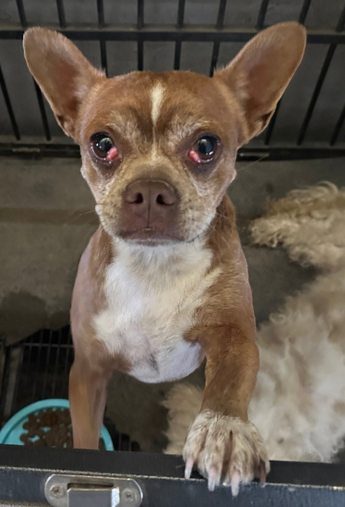 Pudge, Chihuahua