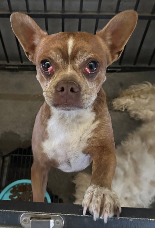 Pudge, a dog for adoption from Hillcrest Animal Rescue