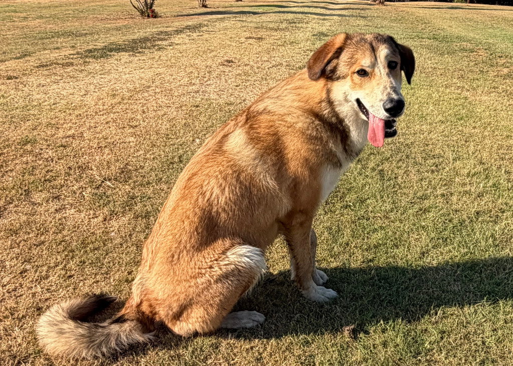 Leroy, Anatolian Shepherd