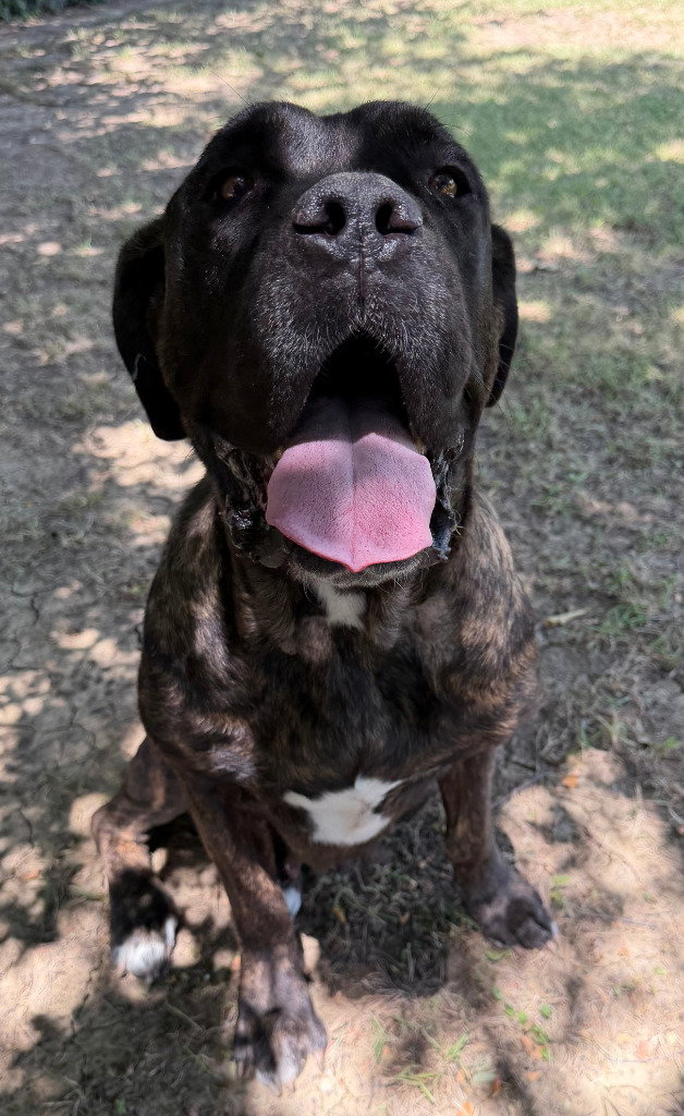 Nala, Mastiff