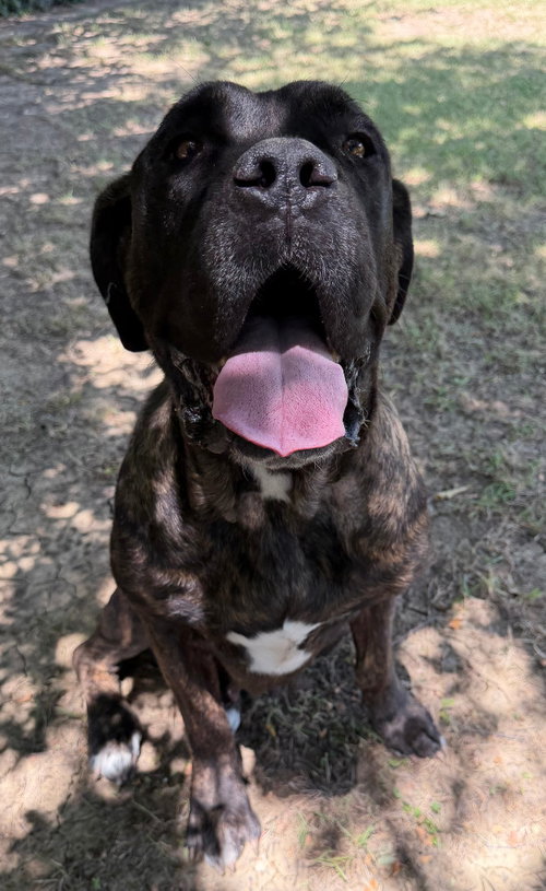 Nala, a dog for adoption from Hillcrest Animal Rescue