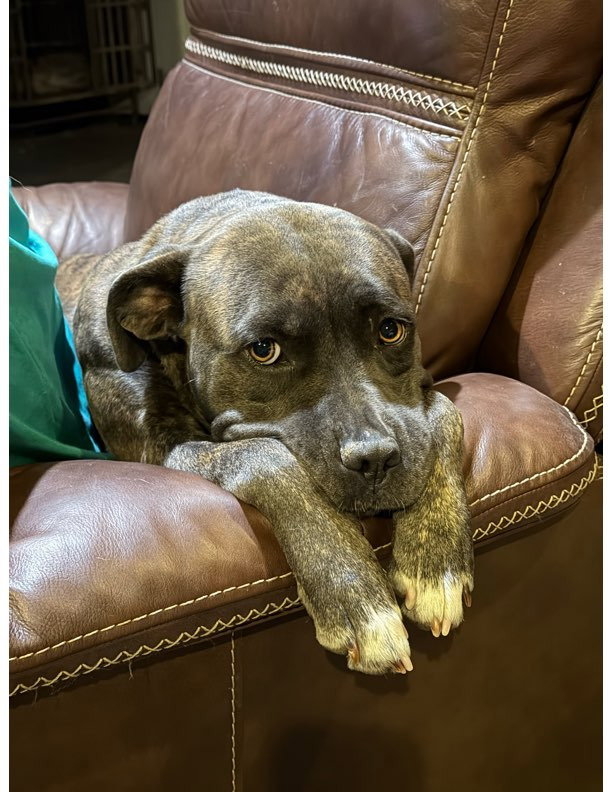 Pepper, American Staffordshire Terrier