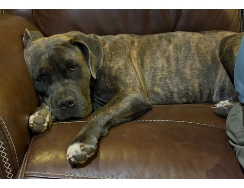 Photo 2 of Pepper