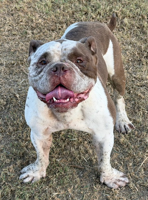 Chopper, a dog for adoption from Hillcrest Animal Rescue