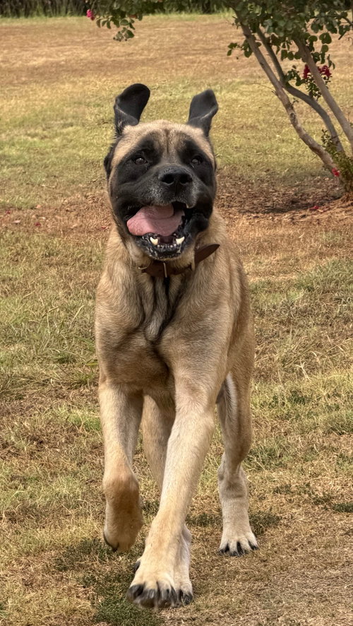 Fleming, a dog for adoption from Hillcrest Animal Rescue