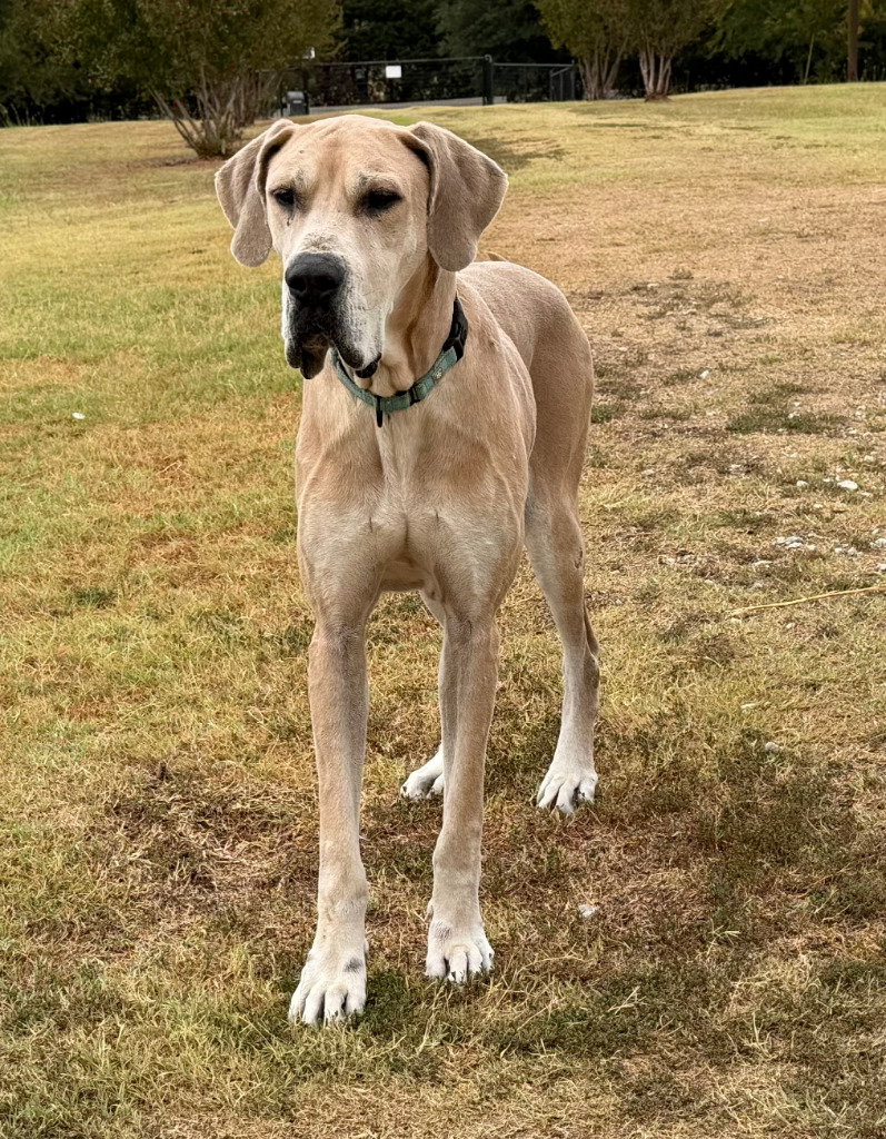 Moose, Great Dane
