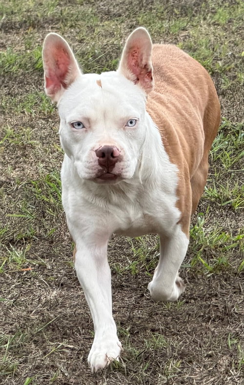Sydney, a dog for adoption from Hillcrest Animal Rescue