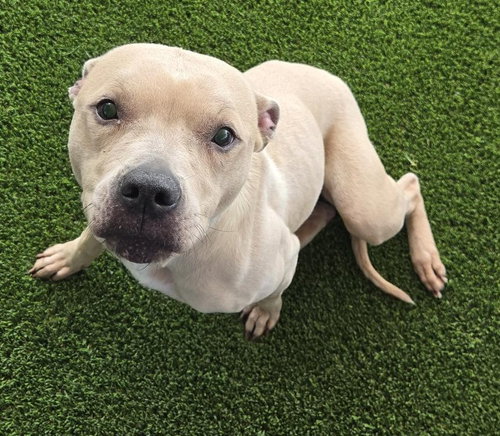 Sara, a dog for adoption from City of Euless Animal Services