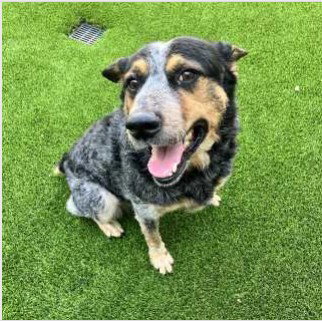 Fernando, a dog for adoption from City of Euless Animal Services