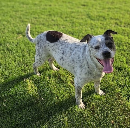 Mia, a dog for adoption from City of Euless Animal Services
