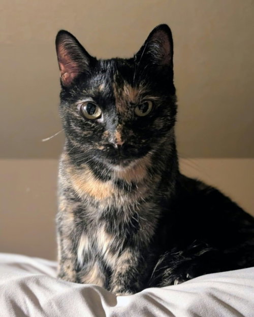Tiana, a cat for adoption from Rochester Rascals Pet Rescue Inc