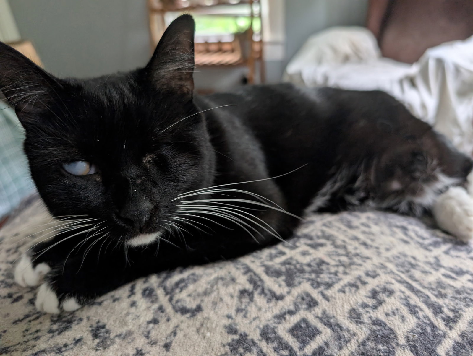 Eartha Kitty, photo 3
