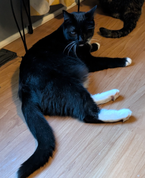 Eartha Kitty, a cat for adoption from Rochester Rascals Pet Rescue Inc