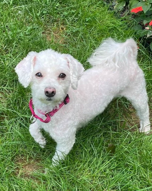 Sugar, a dog for adoption from Rochester Rascals Pet Rescue Inc
